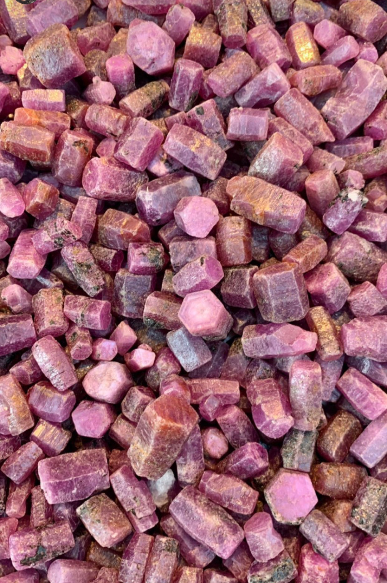 Ruby - cameraSHY cove